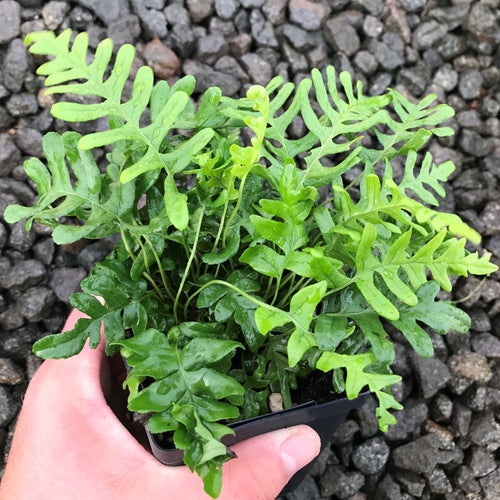 Fougères (Polypodium Vulgare)