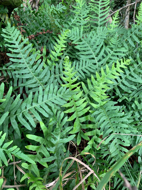 Fougères (Polypodium vulgare 'Jade')