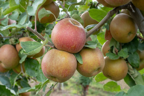 Pommier ‘Belle de Boskoop’