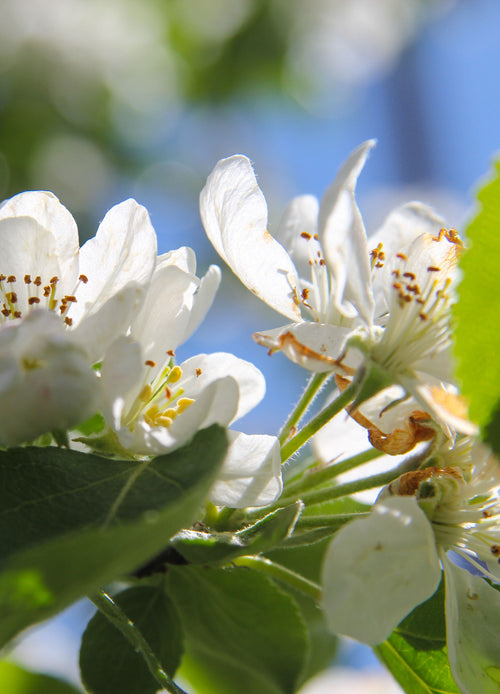 Pommier Granny Smith (Malus domestica Granny Smith)