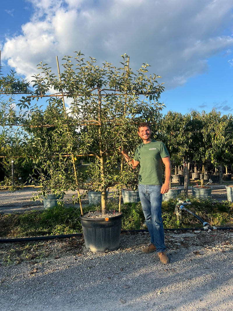 Palissade Pommier 'Jonagold'