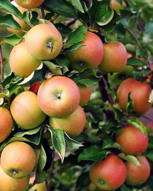 Pommier 'Jonagold'