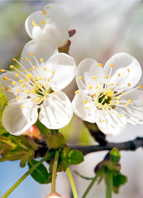 Pommier ‘Belle de Boskoop’