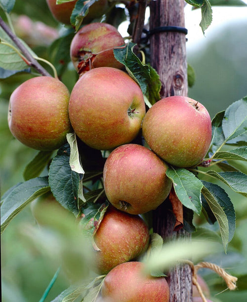 Pommier Cox's Orange