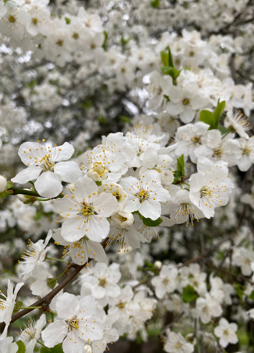 Pommier Cox's Orange