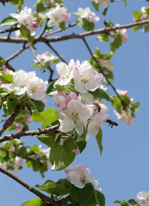 Pommier Fuji (Malus Domestica Fuji)
