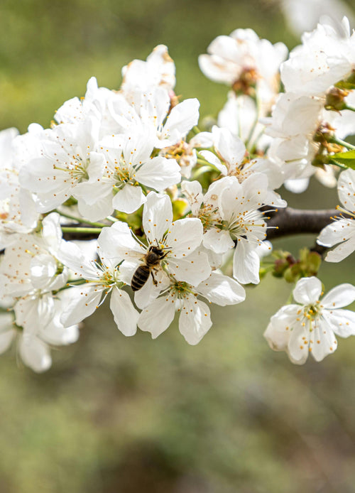 Pommier Gala (Malus domestica Gala)