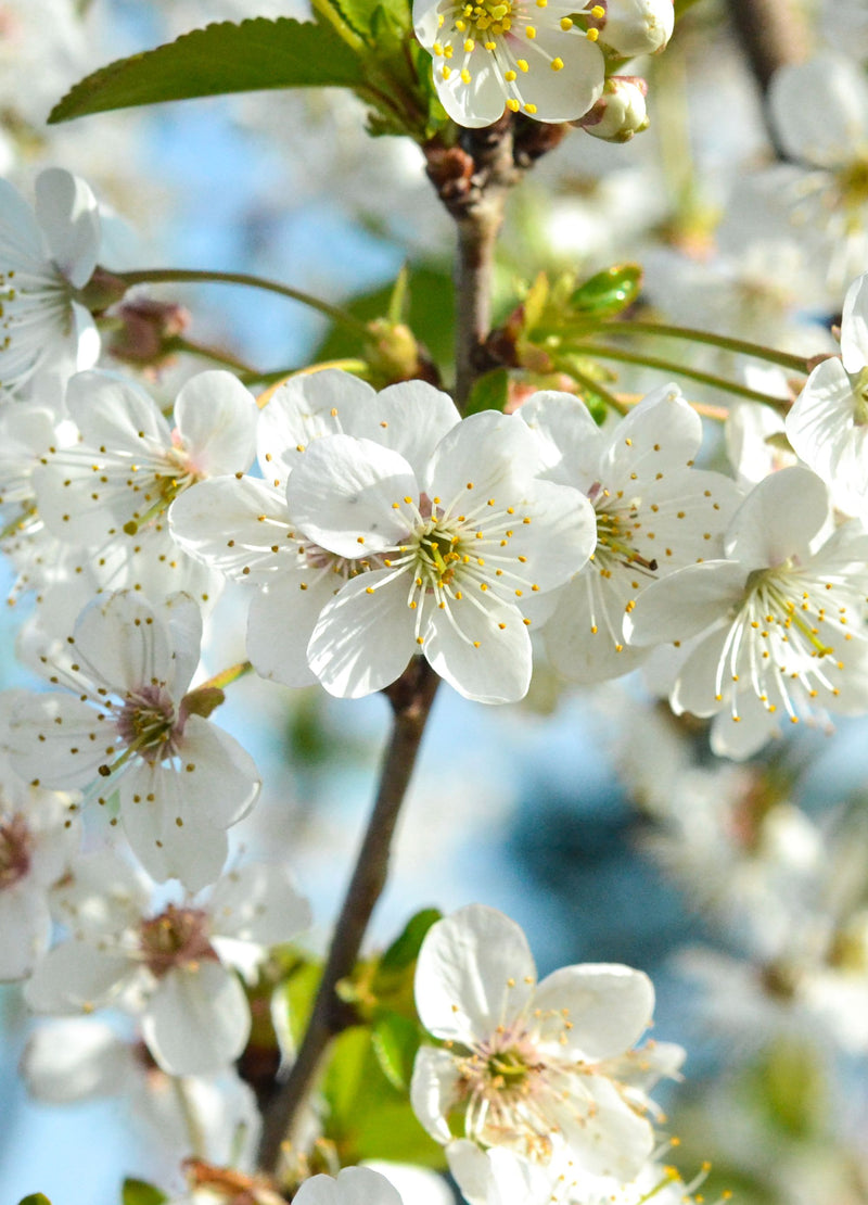 Pommier Golden (Malus domestica Golden Delicious)
