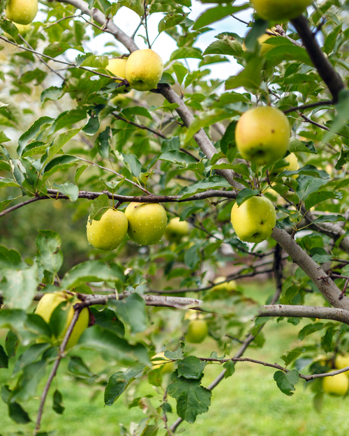 Palissade Pommier 'Golden'