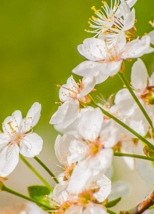Pommier Reine des Reinettes (Malus domestica Reine des Reinettes)