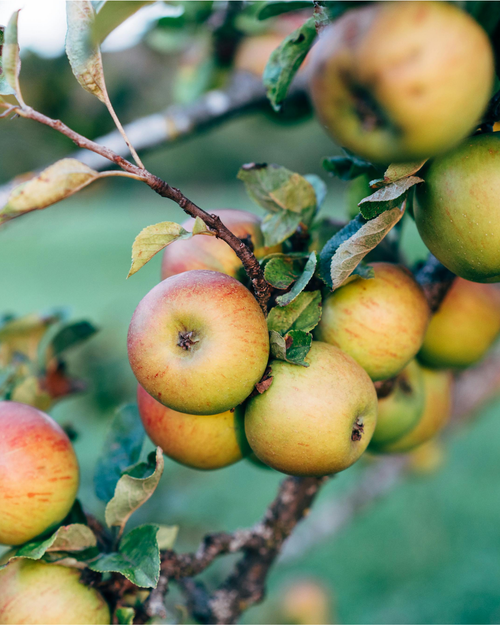 Palissade Pommier 'Reine des Reinettes'