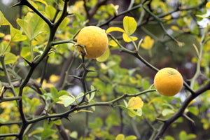 Citronnier Épineux (Poncirus trifoliata)