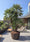 Image to render