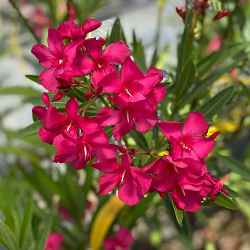 Laurier rose en tige (Nerium Oleander)
