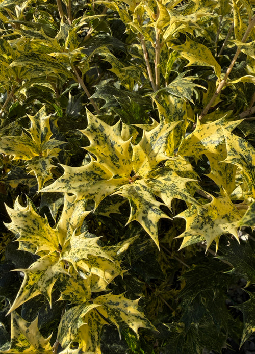 Osmanthe à feuilles de houx Tricolor (Osmanthus Heterophyllus Tricolor)