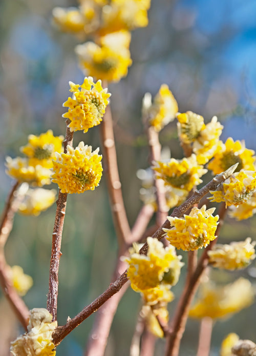 Buisson à papier (Edgeworthia chrysantha)