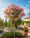 Image to render