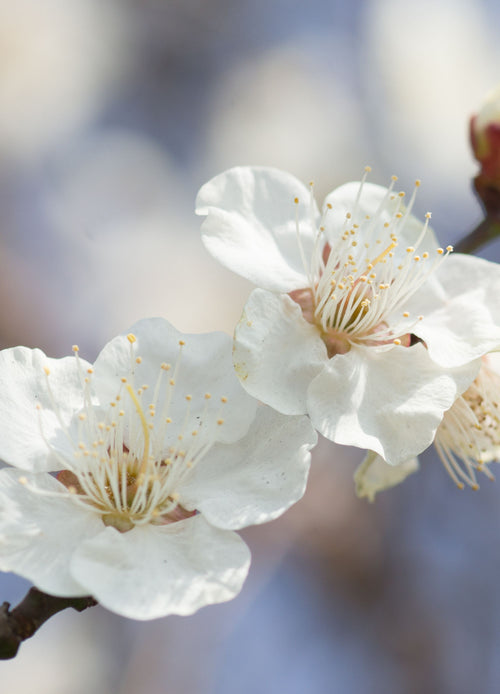 Prunier Quetsche d'Alsace (Prunus domestica Quetsche d'Alsace)