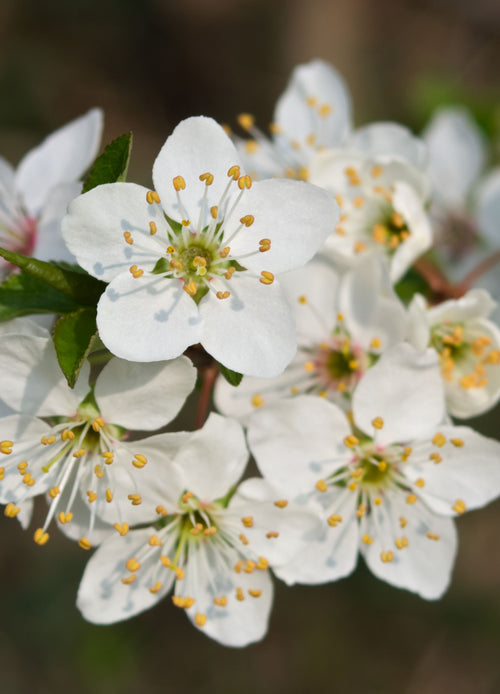 Prunier Reine Claude Dorée (Prunus Domestica Reine Claude)