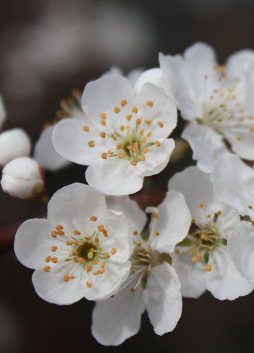 Prunier Stanley (Prunus domestica Stanley)