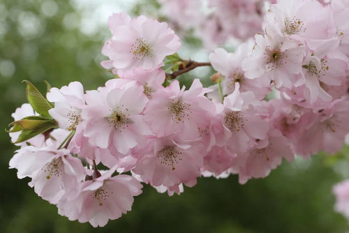Cerisier du Japon Accolade (Prunus Accolade)