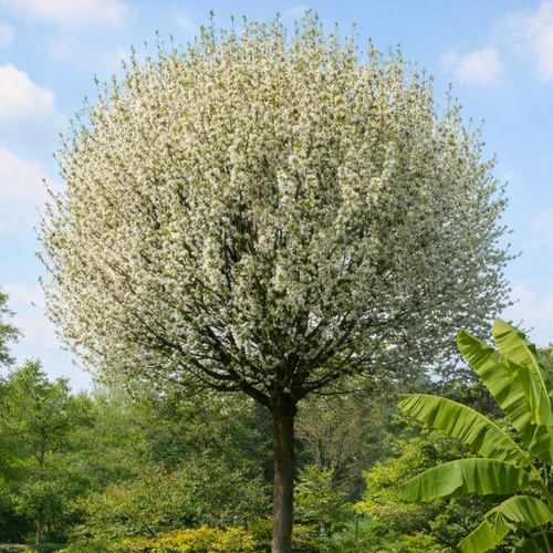 Cerisier du Japon boule (Prunus Fruticosa Globosa)