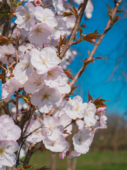 Cerisier à grappes Sunset Boulevard (Prunus Serrulata Sunset Boulevard)