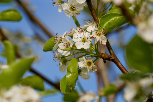Poirier à fleurs (Pyrus Calleryana Chanticleer)