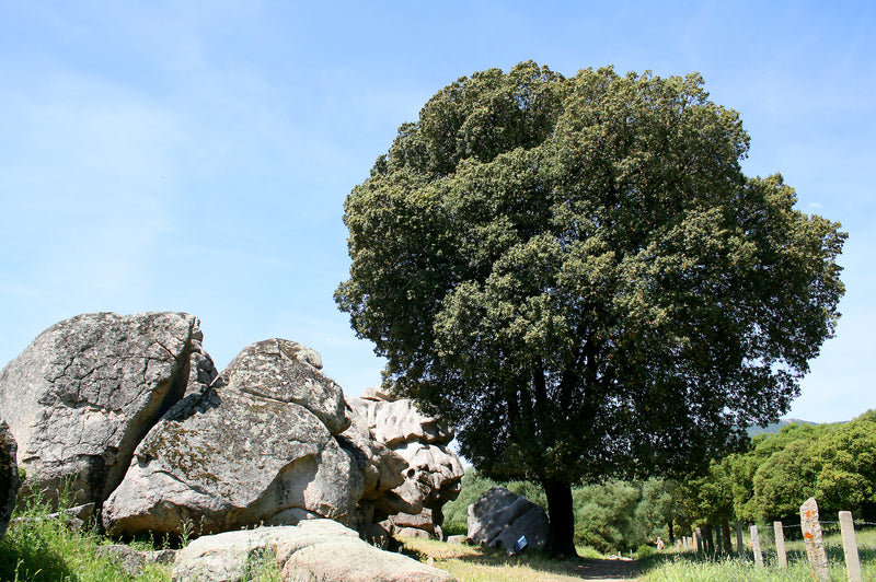 Chêne vert en touffe