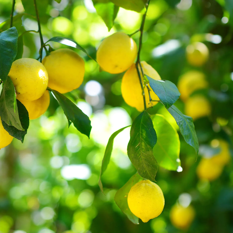 Citronnier Jaune en Tonneau