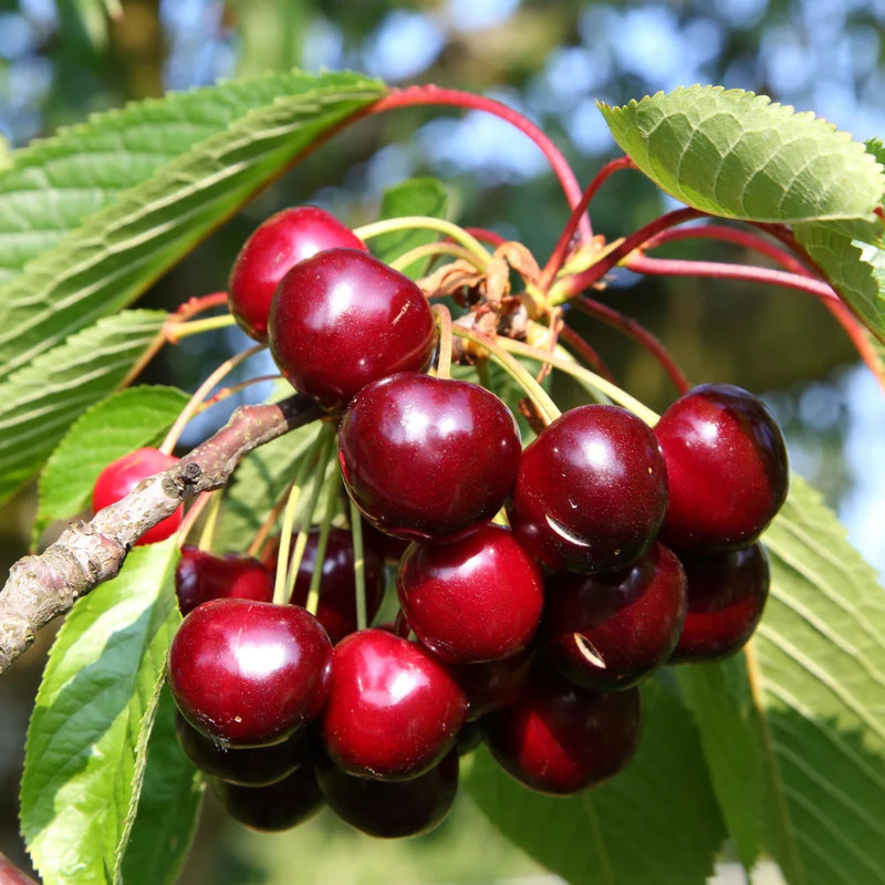 Cerisier Bigarreau Reverchon (Prunus avium Bigarreau Reverchon)