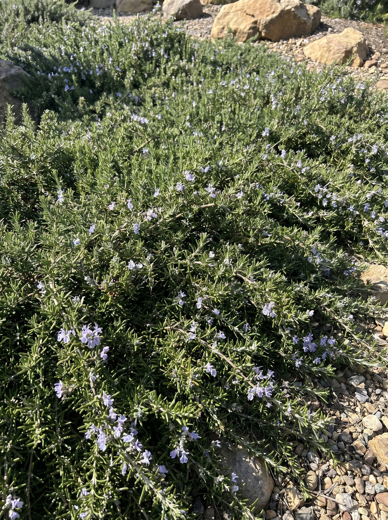 Romarin Rampant (Rosmarinus Officinalis Prostratus)