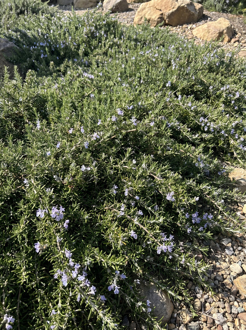 Romarin Rampant (Rosmarinus Officinalis Prostratus)
