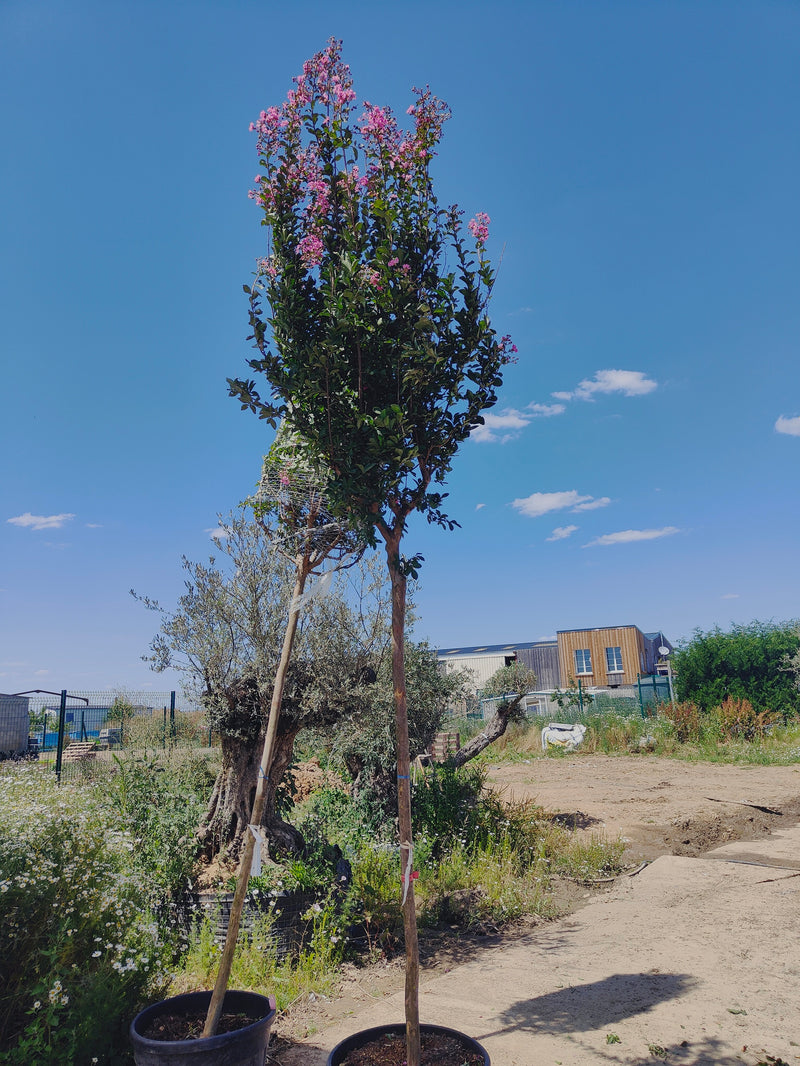 Lilas des indes en tige (Lagerstroemia)