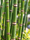 Image to render
