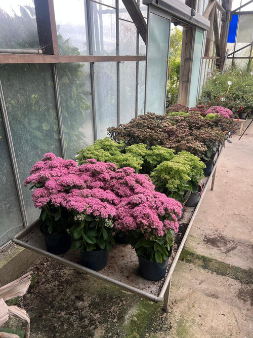 Sedum rose