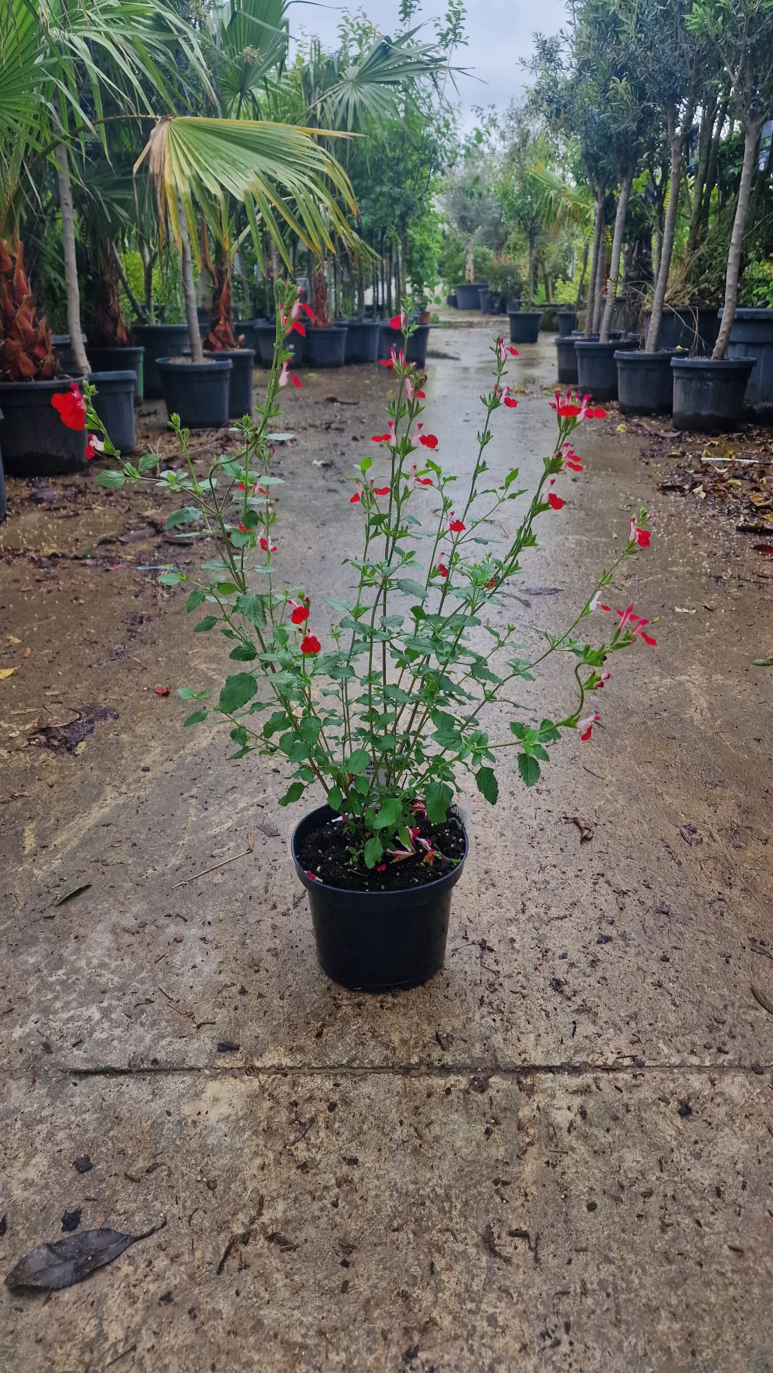 Sauge Ornementale (Salvia microphylla)