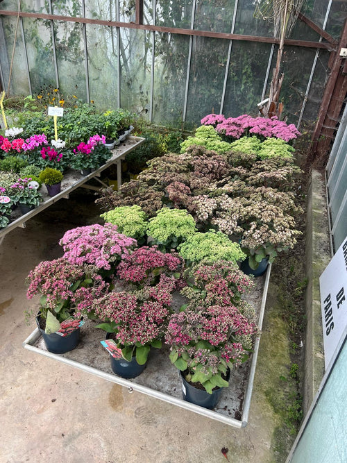 Sedum rose