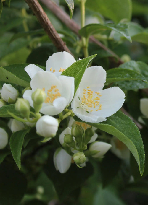 Seringat (Philadelphus)
