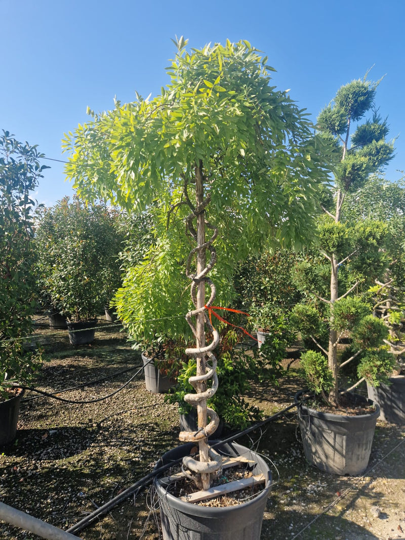 Sophora Pleureur en tronc torsadé