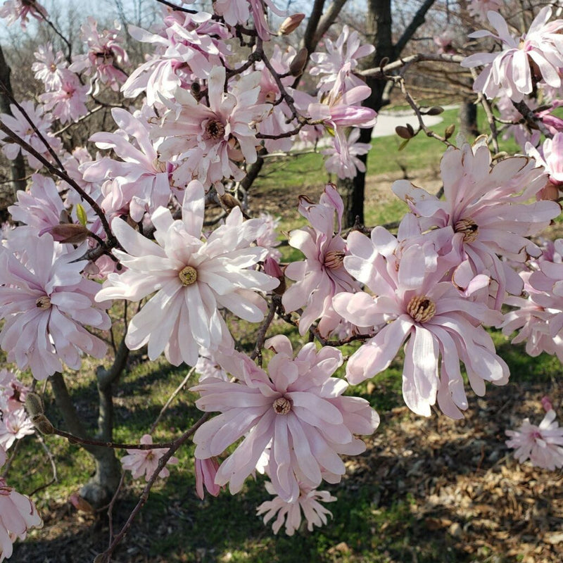 Magnolia stellata Rosea