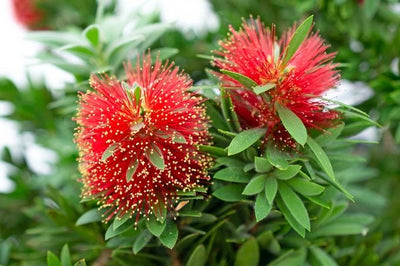 Plante rince-bouteille (Callistemon Laevis)