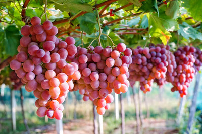 Vigne de table rose