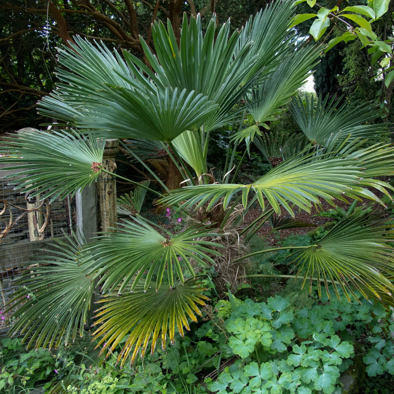 Palmier de Chusan (Trachycarpus Wagnerianus)