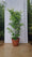 Pot 40L avec proposition Acer Palmatum Going Green