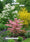 Image to render