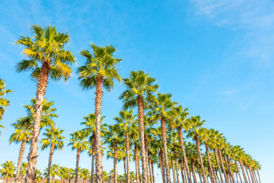 Palmier de Chine (Trachycarpus Fortunei)