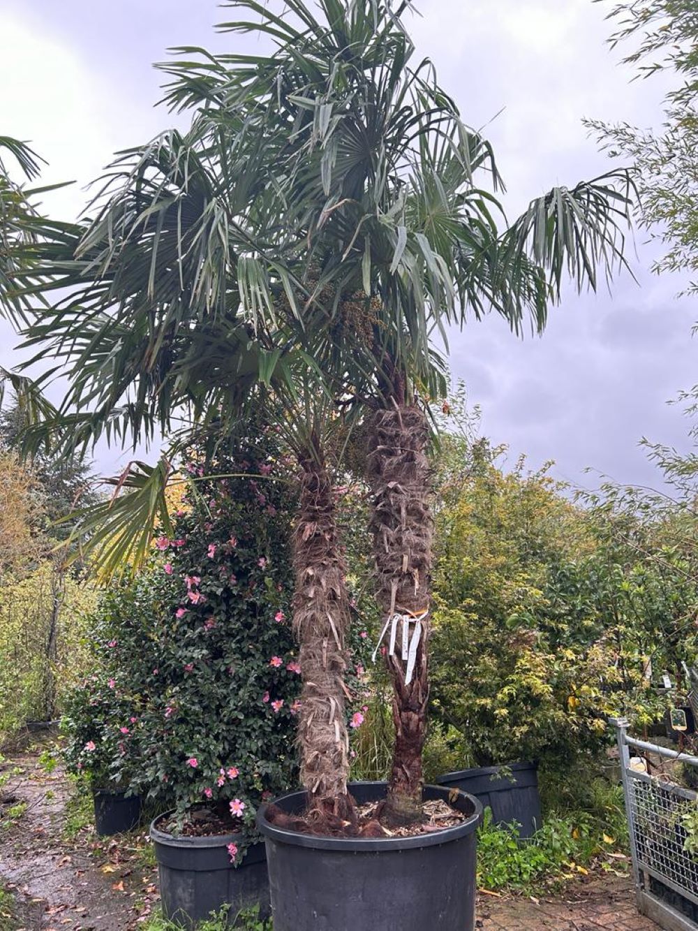 Palmier Trachycarpus Fortunei – Plante Île-de-France