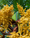 Image to render