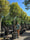 Image to render